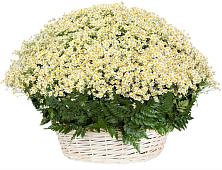 Цветочная композиция из Ромашки в корзине #REPLACE_PRED# Подгоренском